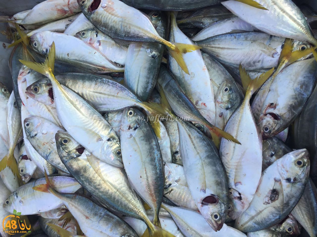 asmak torglos (8).jpg